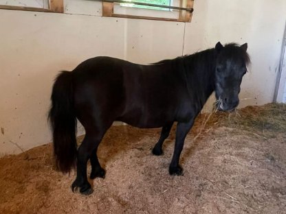 Mini Pony schwarz