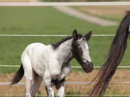 Appaloosa Hengstfohlen, geb. 04/2025