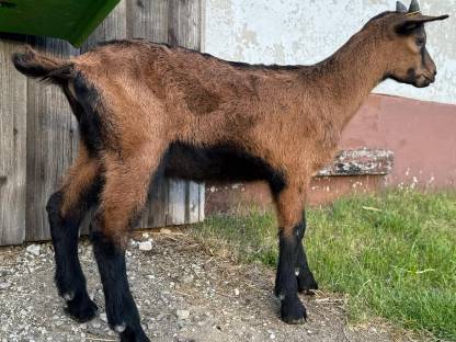 GGZ Bockkitz