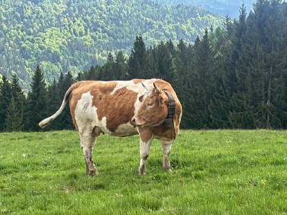 Mutterkuh mit Stier Kalb