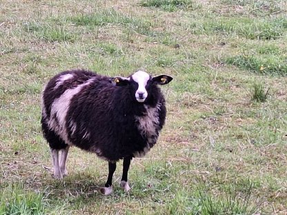 Merino Mix Schaf