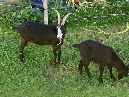 Bild 3:Ziege mit Bockkitz