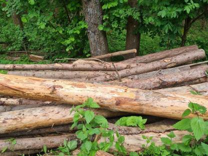 Bild 2:Hackschnitzelholz