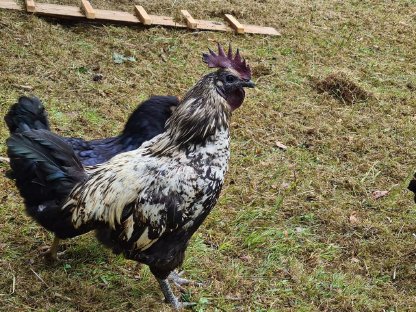 Bild 6:Hähne verschiedene Rassen