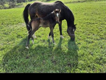 Bild 5:Deutsches Reitpony