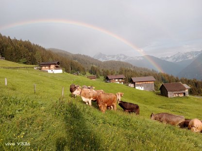 Suche Mutterkuh/Rind