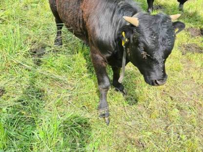 Bild 4:BIO Dexter Stier