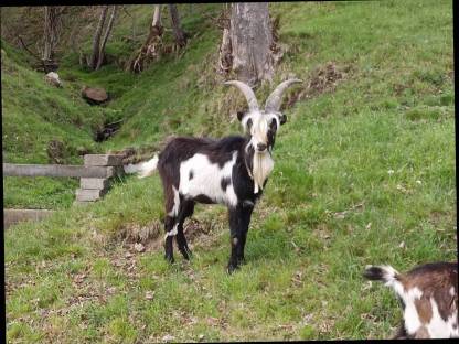Bild 2:Tauernscheckenbock