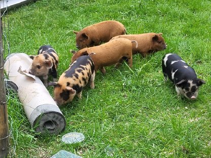 Bild 4:Kune Kune Schweinchen