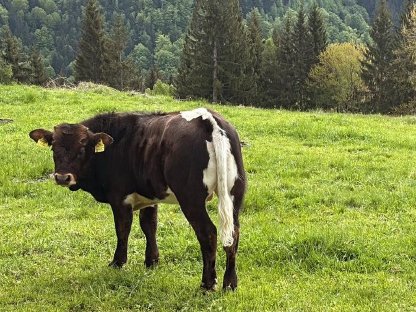 Bild 3:Mutterkuh mit Stier Kalb