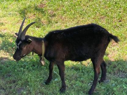 Bild 4:Ziege mit Bockkitz