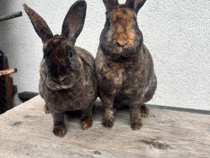 Kaninchen Kleinrex