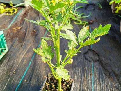 Bild 6:Gemüsepflanzen