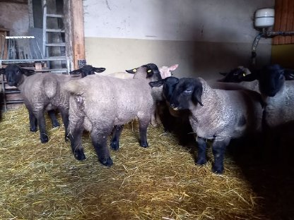 Bild 3:Suffolk-Bocklämmer