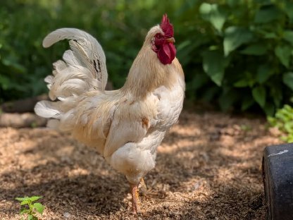 Bild 2:Hahn zu verschenken