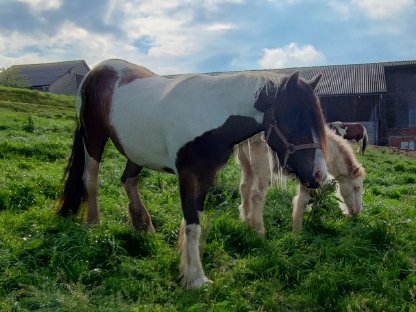Bild 6:Irish Cob Stute, Tinker