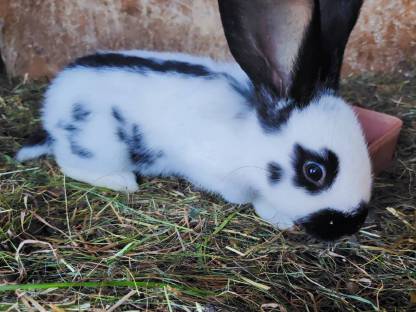 Bild 3:Riesenhasen, Fleischhasen, Riesenschecken, Baby Hasen