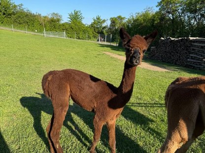 Bild 4:Alpaka Junghengste