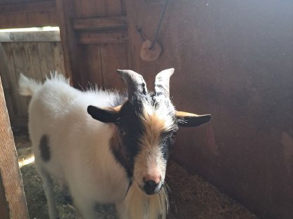 Bild 4:Mini Zwergziegenbock