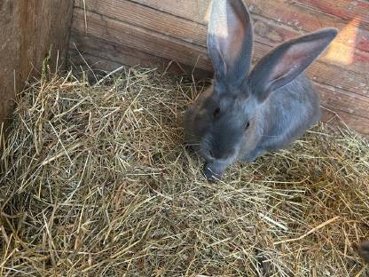 Bild 2:Junge Deutsche Riesen Fleischhasen