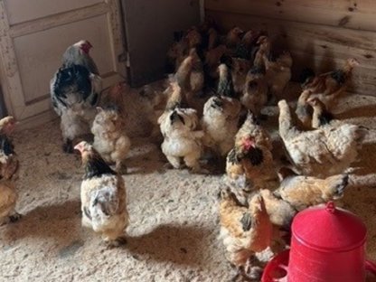 Bild 3:Rassehühner, Brahma, Araucana, Blumenhühner, Seidenhühner