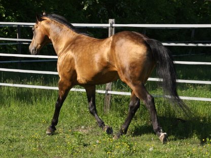 Bild 5:Deckanzeige American Quarter Horse Hengst Onelittlestepforluna
