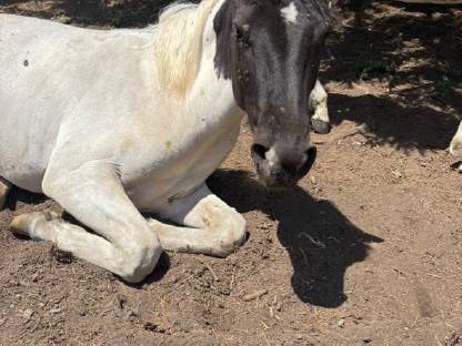 Haflinger-Paint Horse Mix