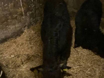 Zwergrind und grauer Wagyu-Ochse