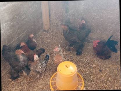 Bild 2:Zwerghühner Bruteier