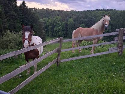 Bild 2:Freilaufstahl