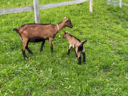 Ziege mit Kitz