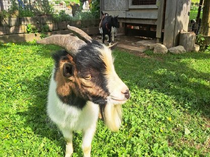 Bild 5:Mini Zwergziegenbock