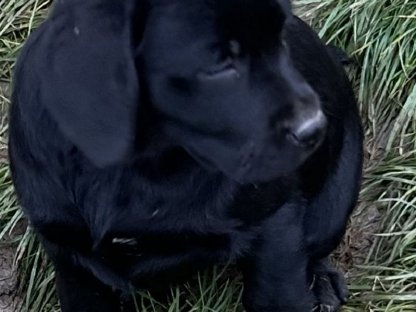 Labrador-Welpen
