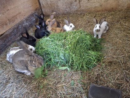 Bild 3:Hasen, Fleischhasen/Schlachthasen