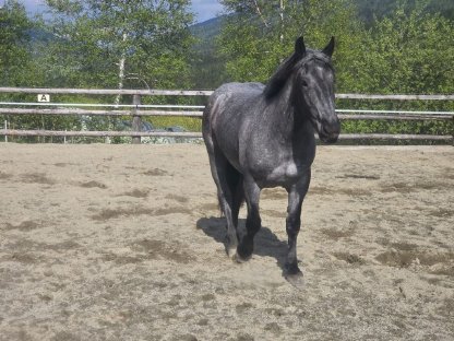 Bild 5:3-jährige Norikerstute