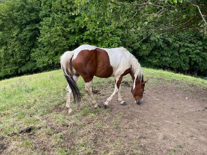 Painthorse Wallach