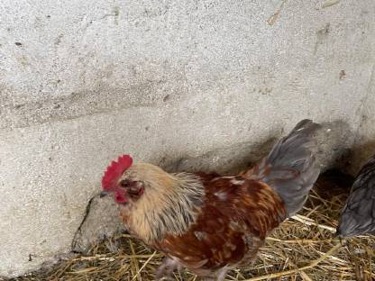 Bild 3:Reinrassiger Gelb-Schwarz Gesäumter Orpingtonhahn