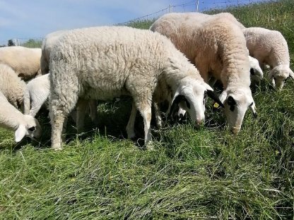 Bild 2:Verkaufe Kärntner Brillenschaf