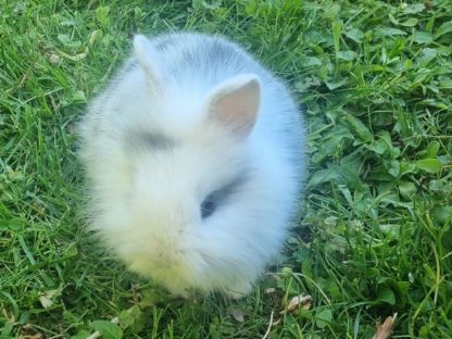 Kaninchen