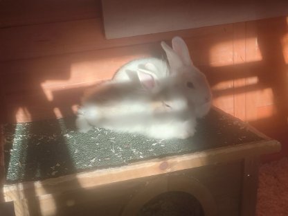 +++Kaninchen Bugs & Bunny+++