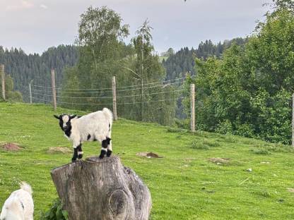 Mini-Zwergziegenbock