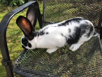 Bild 3:Junge Stallhasen Deutscher Riese