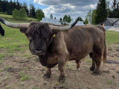 Kanadischer Bio-Hochlandrind-Zuchtstier