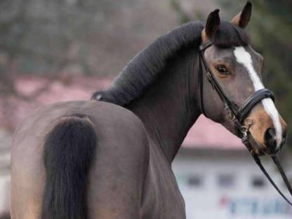 Wallach Reitpony
