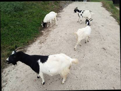 Bild 5:Zwergziegen