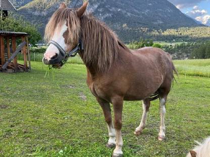 Pony Welsh Pony Stute