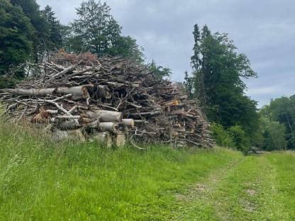 Buchen-Hackgut September 2024