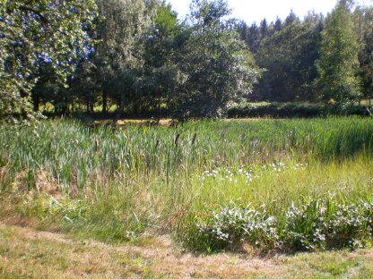 Vermiete Stall, Wiese