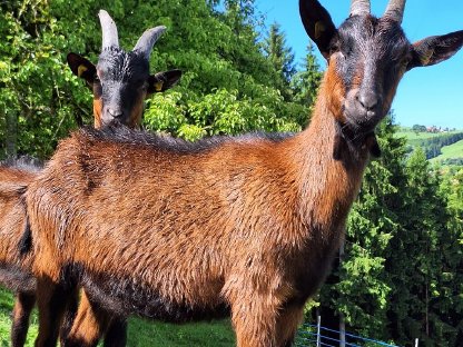 Bild 3:Pinzgauer Ziege