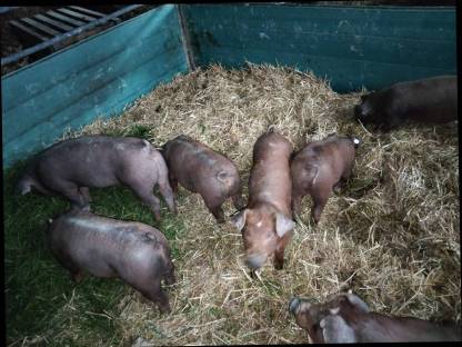 Reinrassige Duroc Ferkel